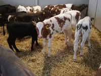 牛只（批次，未指定性别）, Cattle — 照片 3