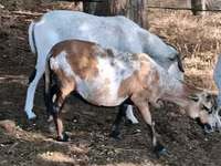 Қой, Cameroon sheep — 5-сурет