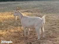 Cabra, Saanen goat — foto 6