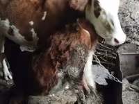İnək, Simmental cattle — foto 4
