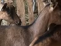 भेड़, Alpines Steinschaf sheep — फ़ोटो 2