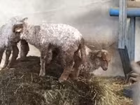Ovelha, Racka sheep — foto 7