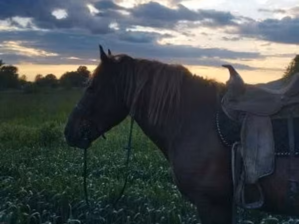 公马, Horses