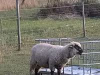 Schafe (Partie, Geschlecht nicht angegeben), White Suffolk sheep — Foto 4