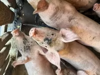 मादा सूअर, सूअर — फ़ोटो 2
