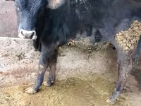 Byk, Russian Black pied cattle — zdjęcie 1