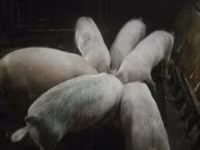 Cerdos (lote, sexo no especificado), Крупная белая — foto 3
