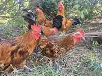 Chickens — फ़ोटो 1