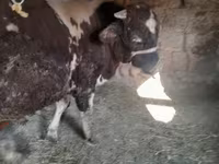 Buqa, Russian Black pied cattle — 6-rasm