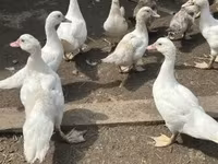 Ducks — fotografija 3
