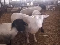 公羊, White Suffolk sheep — 照片 5