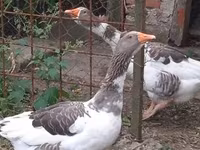 Geese — fotografija 2