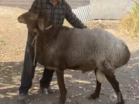 Ovan, Hissar sheep — fotografija 3