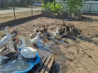 Ducks — Foto 1