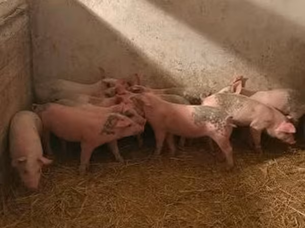 Truie,  — Hongrie
