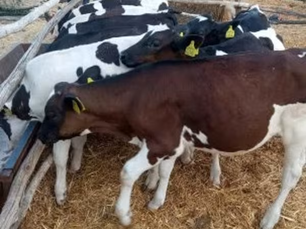 Bull, Cattle