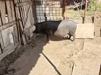 Мегежін, Шошқалар — 1-сурет