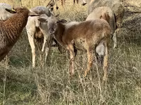 Ovan, Katum sheep — fotografija 3
