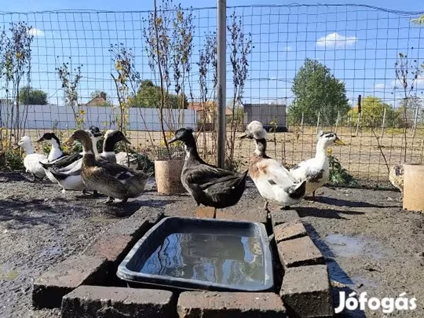 كريستد