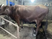İnək, Swiss cattle — foto 4