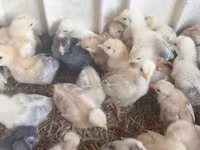 Chickens — الصورة 7