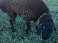 Ovan, Qashqai sheep — fotografija 4