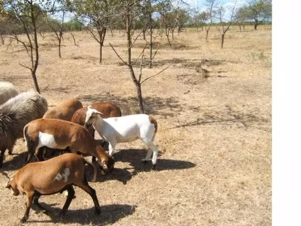 Baran, Cameroon sheep — Węgry