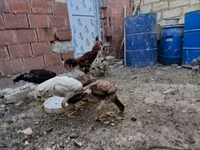 Chickens — fotografija 8