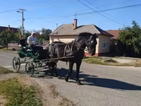 Бие, Hungarian horse breed — 6-сурет