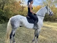 At, Andalusian horse — foto 3