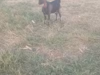Billy Goat, Goats — photo 4