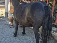 Stute, American shetland pony — Foto 3