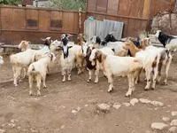 Ziege, Damask goat — Foto 2