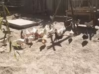Chickens — Foto 1