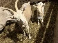 公山羊, Goats — 照片 2