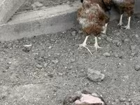Chickens — fotografija 2