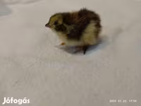 Quails — foto 2