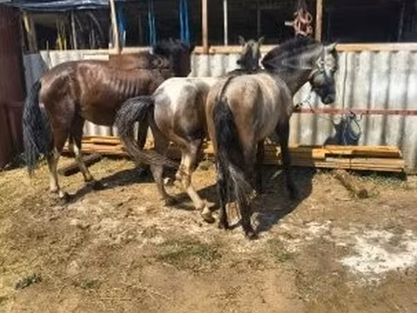 فرس, الخيول