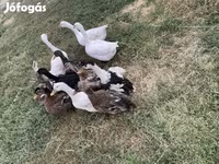 Ducks — 照片 1
