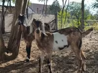 Cabra, Nubian Goat — foto 4