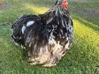 Pekinška bantam — fotografija 2