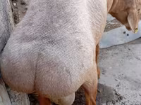 Ovan, Ordabasy sheep — fotografija 5