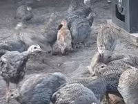Guinea fowl — الصورة 5