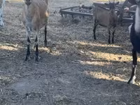 Ziegenbock, Ziegen — Foto 4