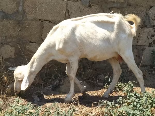 Koza, Saanen goat