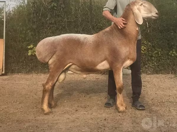 Ram, Sheep
