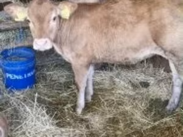 Vaca, Vaca Limousine — Hungria