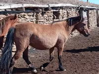 Кобила, Kazakh horse — фото 3
