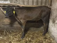 公牛, Swiss cattle — 照片 2