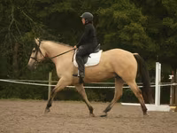 Horse (M), Horses — photo 2
